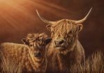 Highland Hair Don't Care. Illustration from multiple portraits of cows.