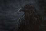 Nevermore. Illustration from a portrait of a raven taken in Yellowstone NP.