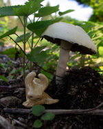 A small ceramic critter with horns and a wide tail sits underneath a white mushroom with green foliage in the background.